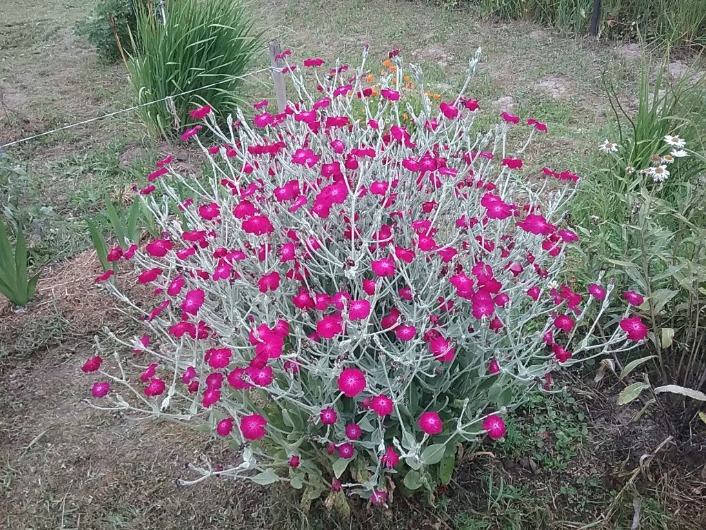 Лихнес корончатый, многолетний цветок.