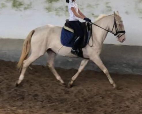Vendo cavalos Lusitanos, éguas, poldros, poldras (Ler descrição)