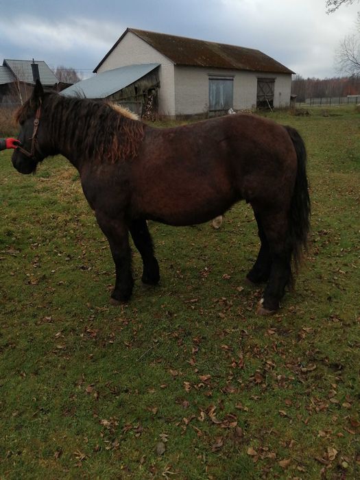 Sprzedam klacz ze źrebakiem ogierek