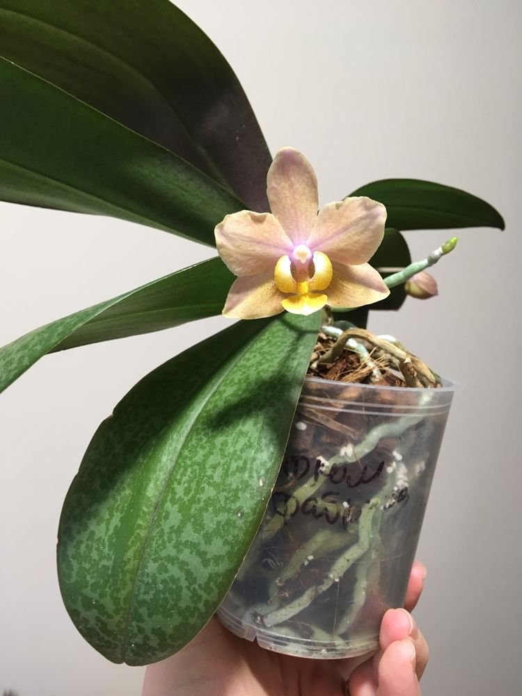 Орхидея ароматная.