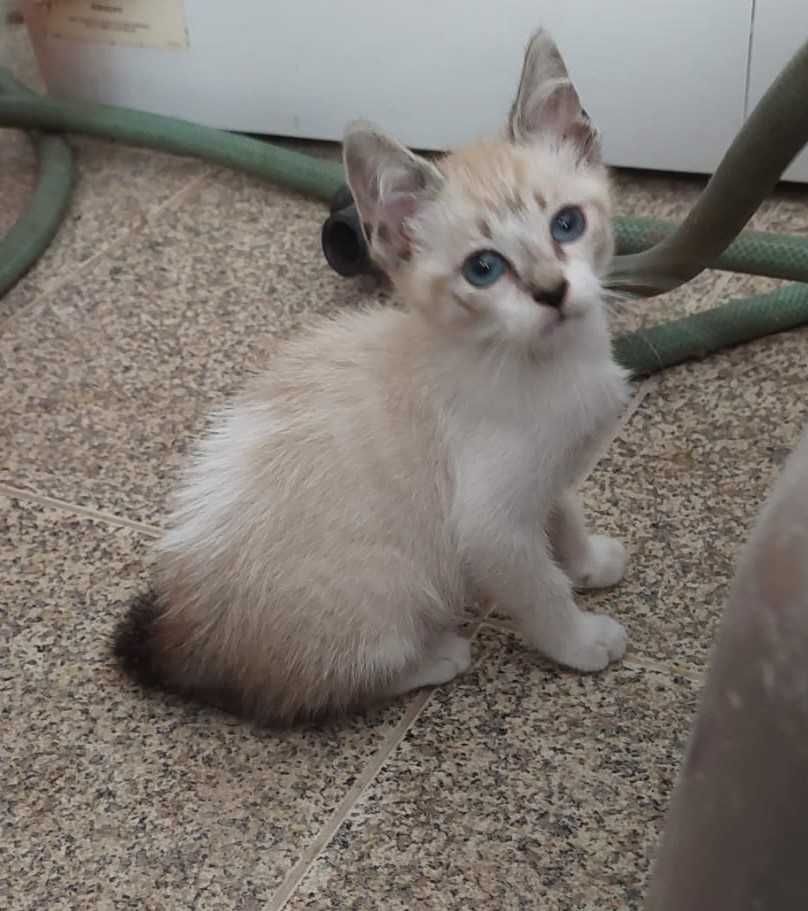 Gatinho de olho azul
