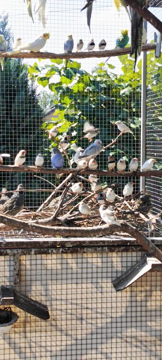 Zeberka Zeberki 2025