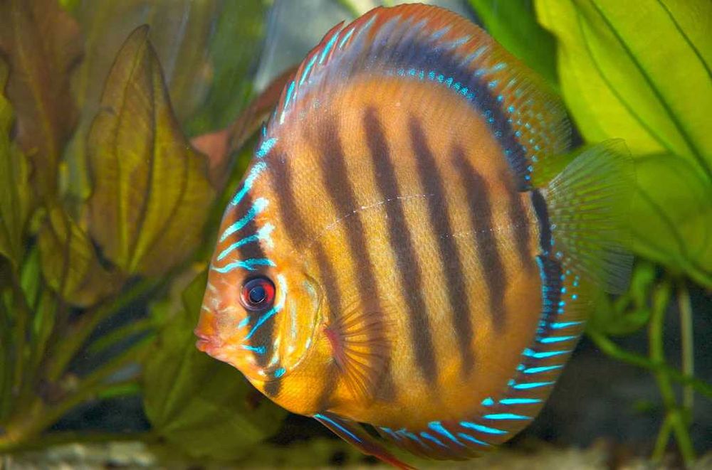 GB DYSKOWCE Paletka Brown | Rozmiar "L" 7-8cm