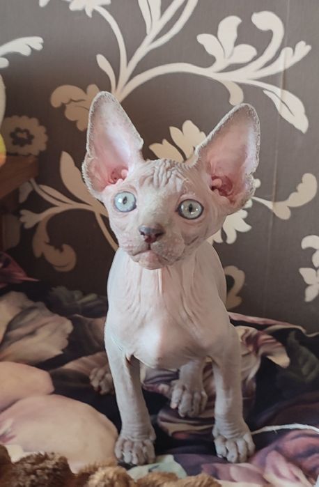Котенок сфинкс мальчик