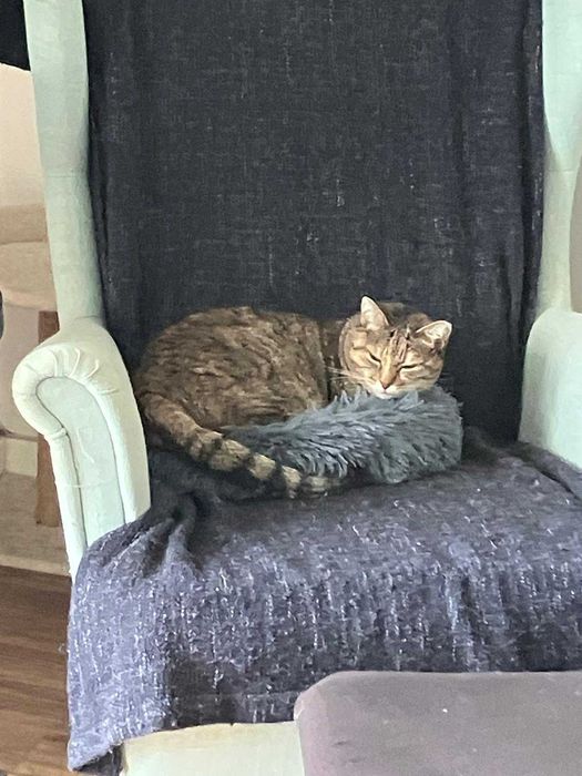 Gata para adoção responsável