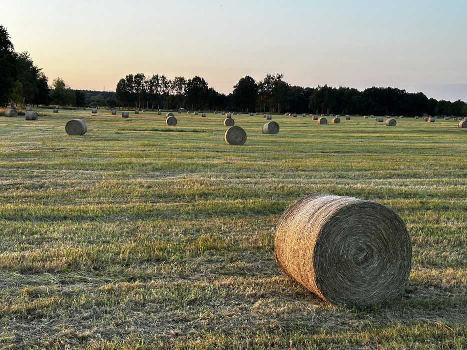 Siano, słoma 2025 z transportem