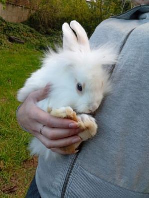 Miniatury króliczków angora i karzełek Teddy