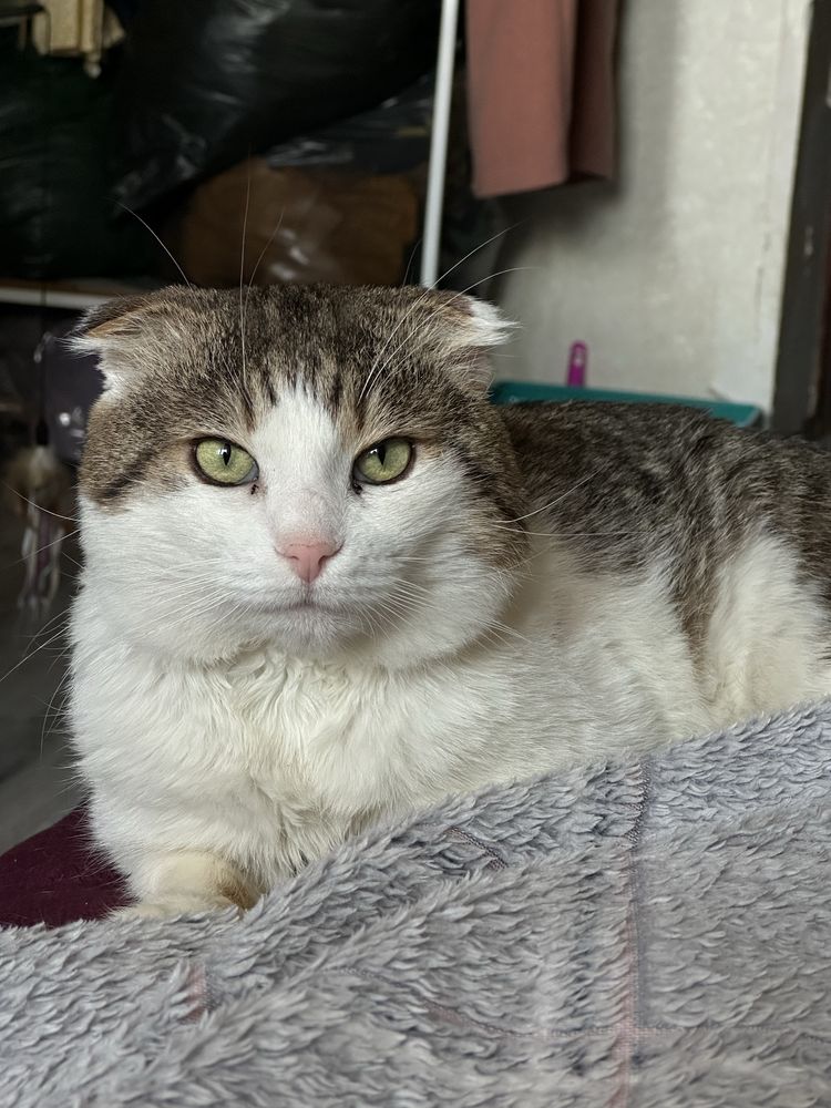 Котик Грицюша шукає дім