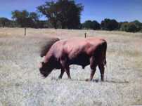 Bovino Macho ANGUS