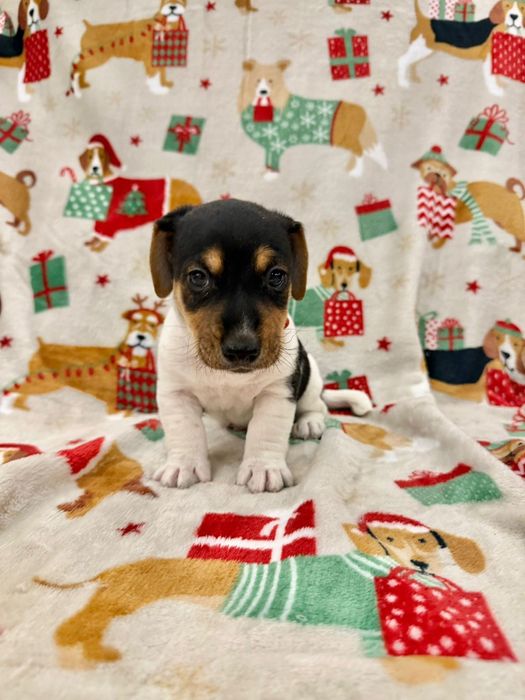 Jack russell macho lindo