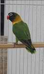 Agapornis Personata Fêmea