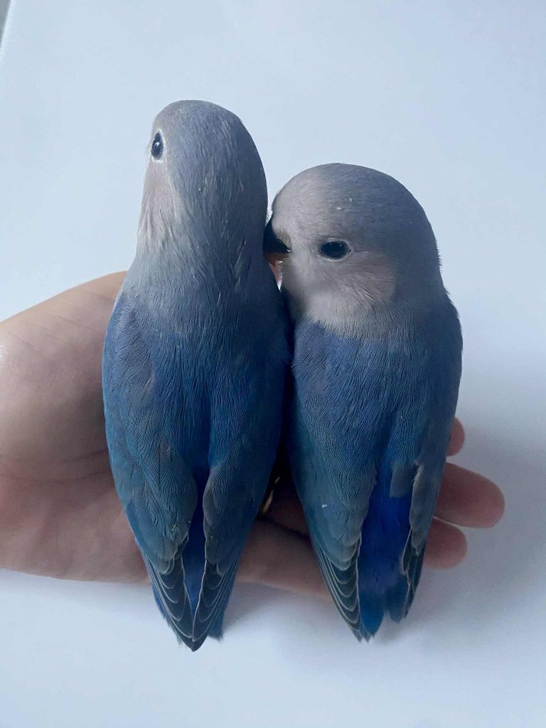 Agapórnis Domesticados
