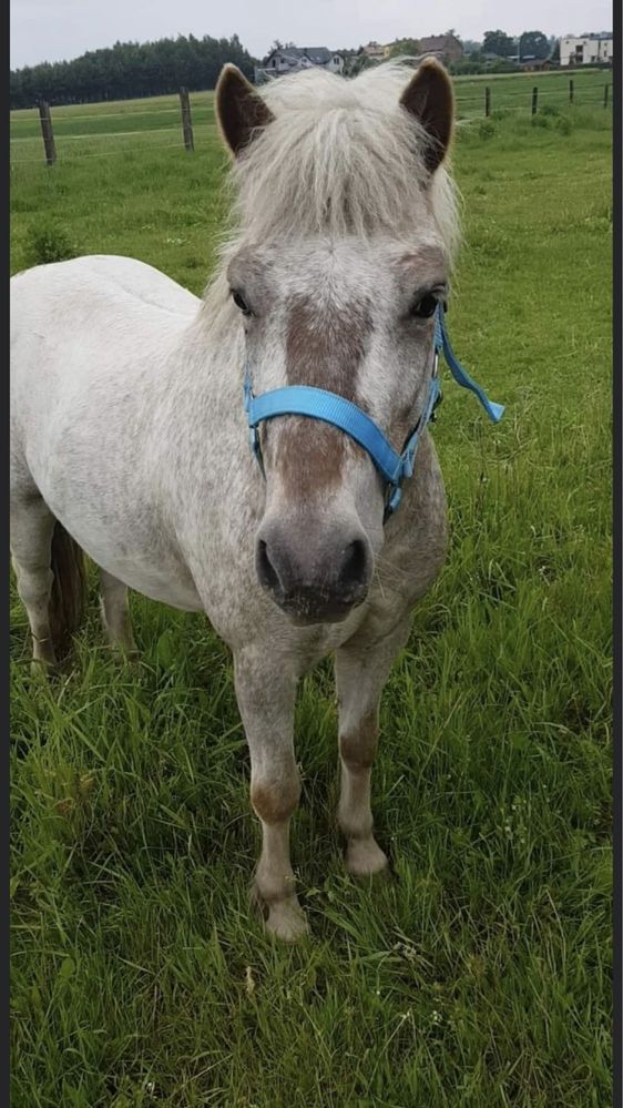 Cavaliadowy kucyk do sportu