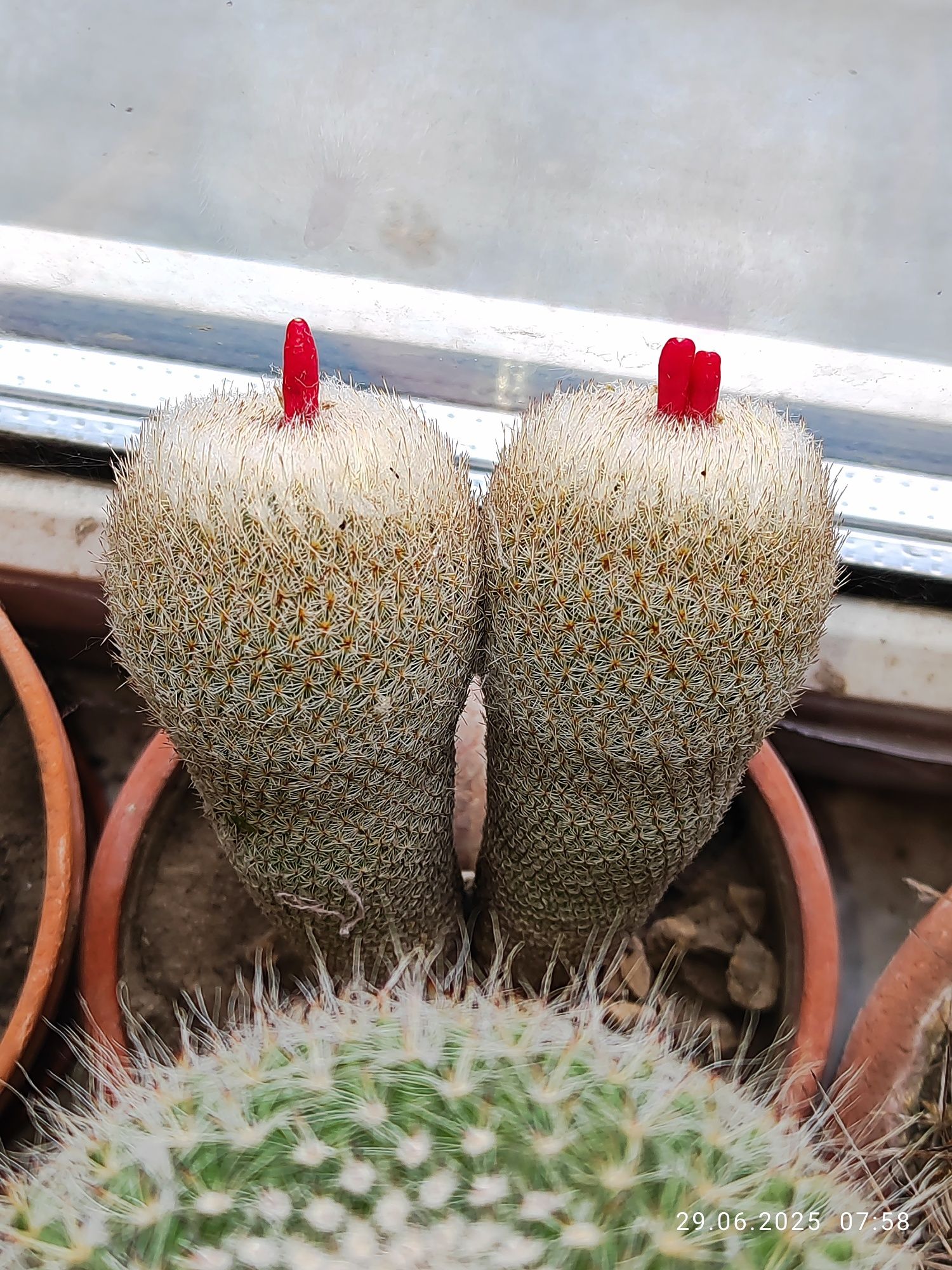 Кактусы и семена Astrophytum, Melocactus, Rebutia.