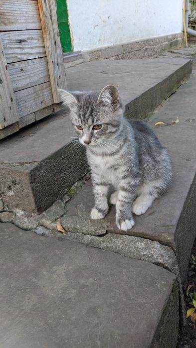 Кошенята,вік 3 місяці