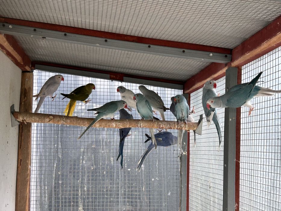 Aleksandretty obrożne mutacje