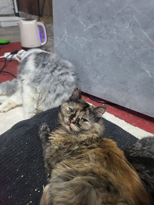 Неперевершена Аврора шукає добрі руки