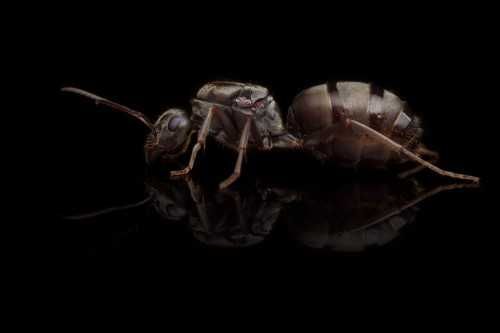 Mrówki Formica cinerea