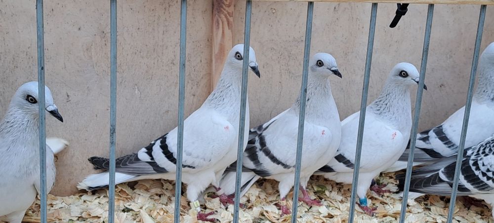 Żałobne  Jasne Żałobne