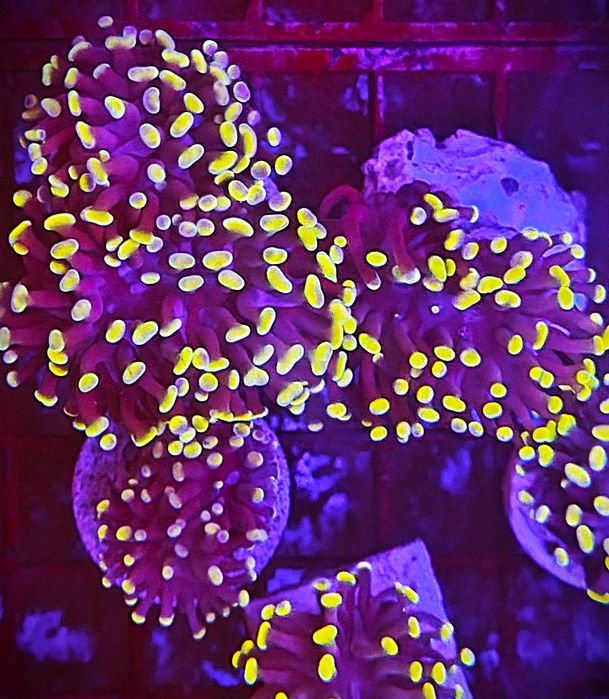 Euphyllia Paraancora Gold. Morskie