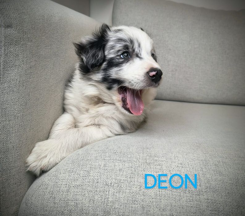 Border Collie Piesek  Blue Merle  Badania