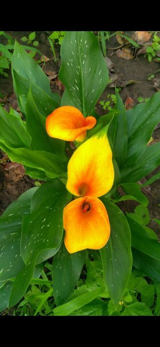 Калла Hot shot цибулини