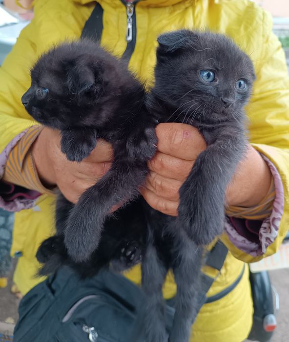 Кошенята вислоушки