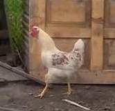 Півень молодий  недорого