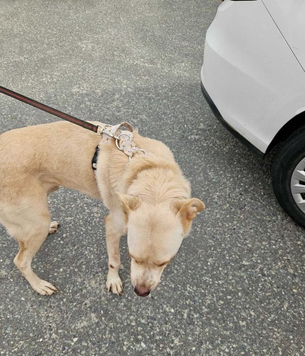 BREGUŚ pies w typie labradora o gołębim sercu szuka domu