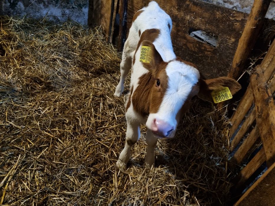Cieliczka rasy polska czerwono-biała