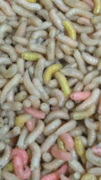 Опарыш длительного хранения, мотыль, пинка, червь