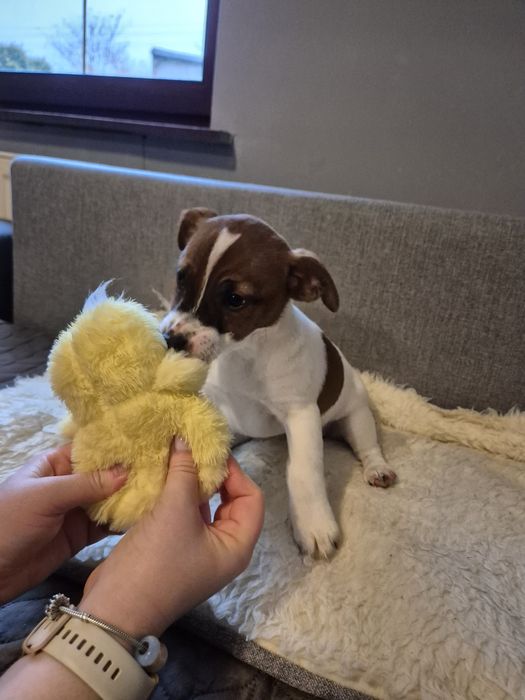 Jack Russell Terrier suczka REZERWACJA!!!