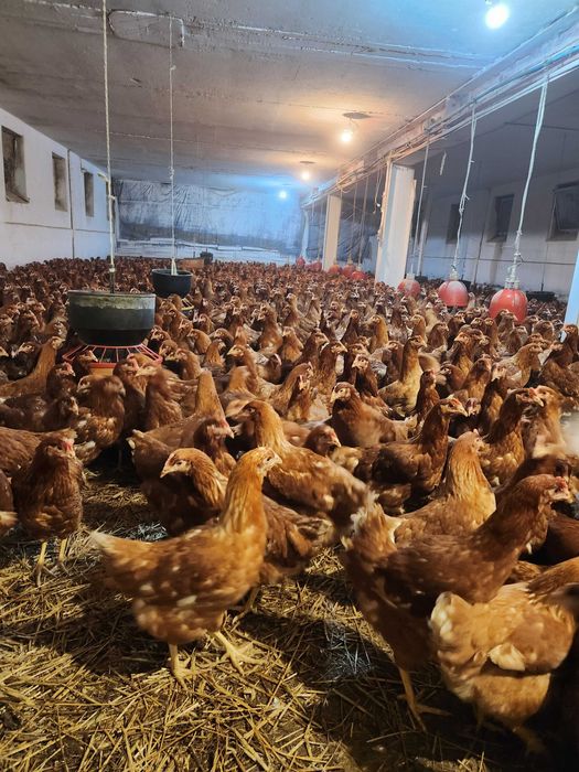 Kurki Kury Nioski !! Leghorn Lohmann Sussex i inne ! Dowóz GRATIS !!