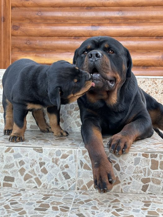 Ротвейлер молодой вязка