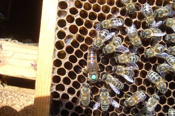 Продам  пчелосемьи отводки