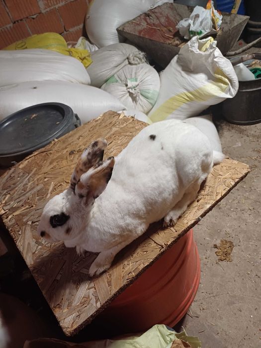 Sprzedam króliki rex miniaturka parka