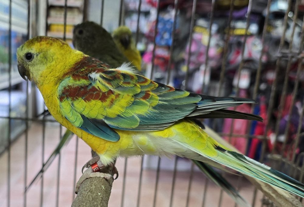 Red Ramp prontos para criar