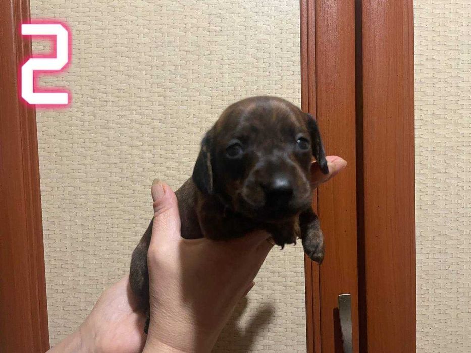 Тигровые чистокровные щенки мини таксы/тигрові цуценята міні