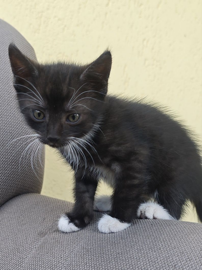 Oddam za darmo kocurka kota Kotek do adopcji