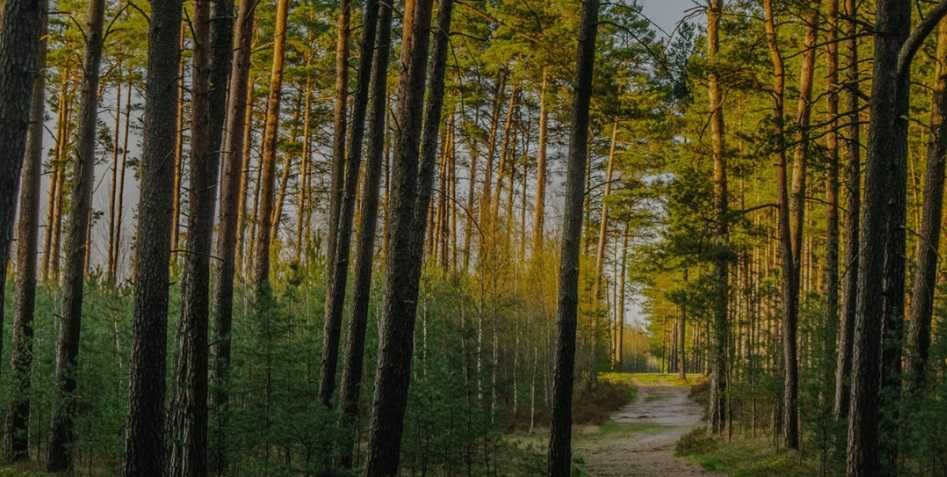 Sprzedam działke leśną, Czarnoty gmina Paprotnia. 4 300m2