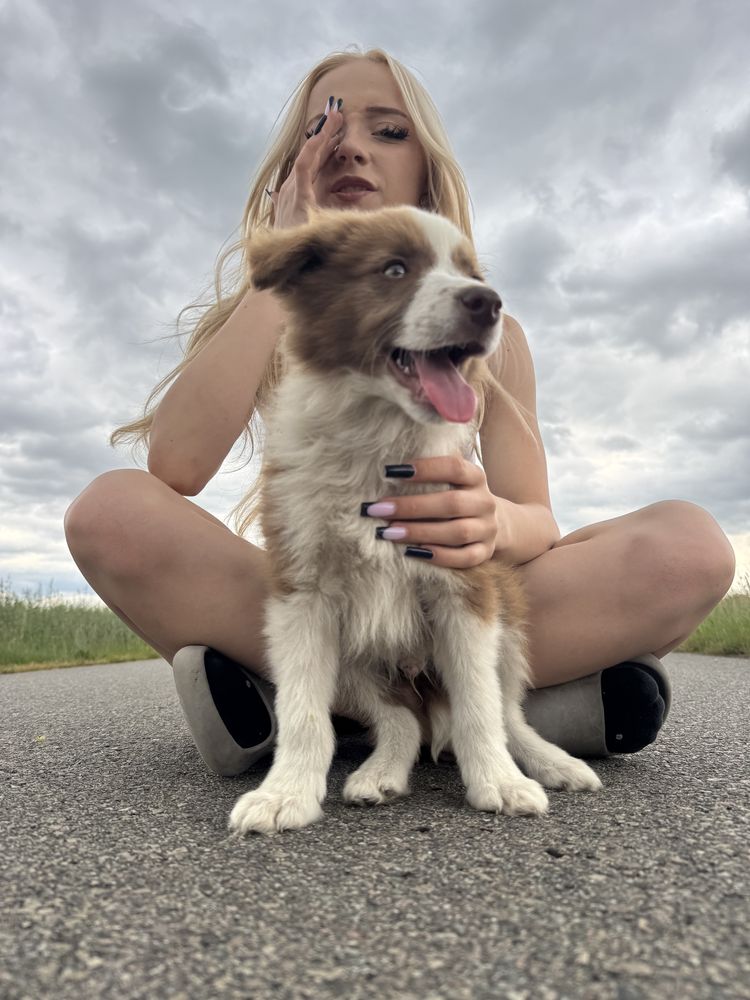 Border colle czekoladowo bialy