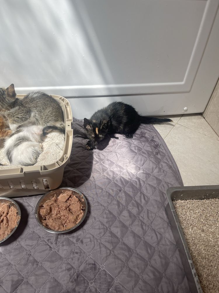 Gatinhos bebés para adoção