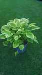 Funkia Hosta w doniczce