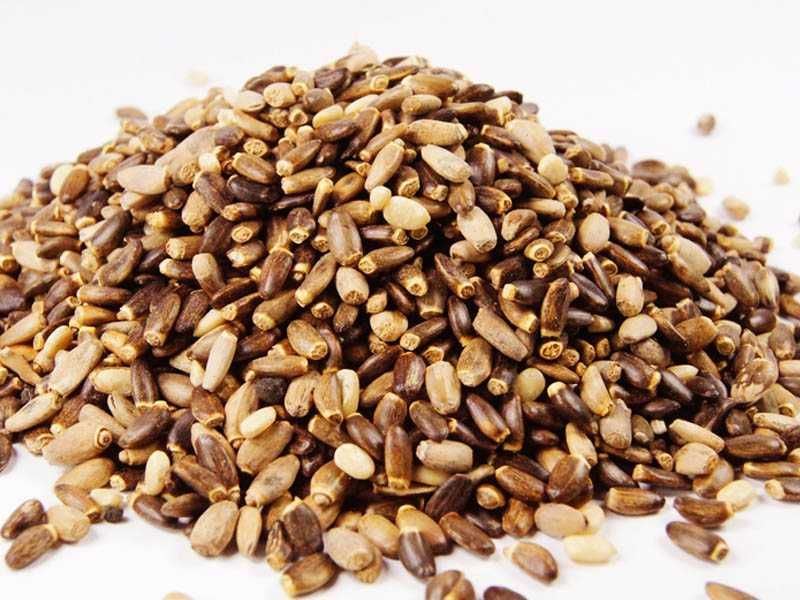 ostropest ziarno czyszczony 1 tona zbiór 2022