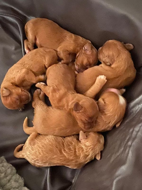 CAVAPOO mix cavalier & pudel toy RED gotowy do odbioru - pies