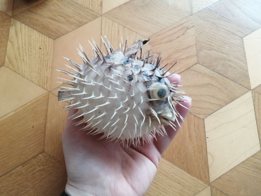 Spreparowana ryba najeżka rozdymka