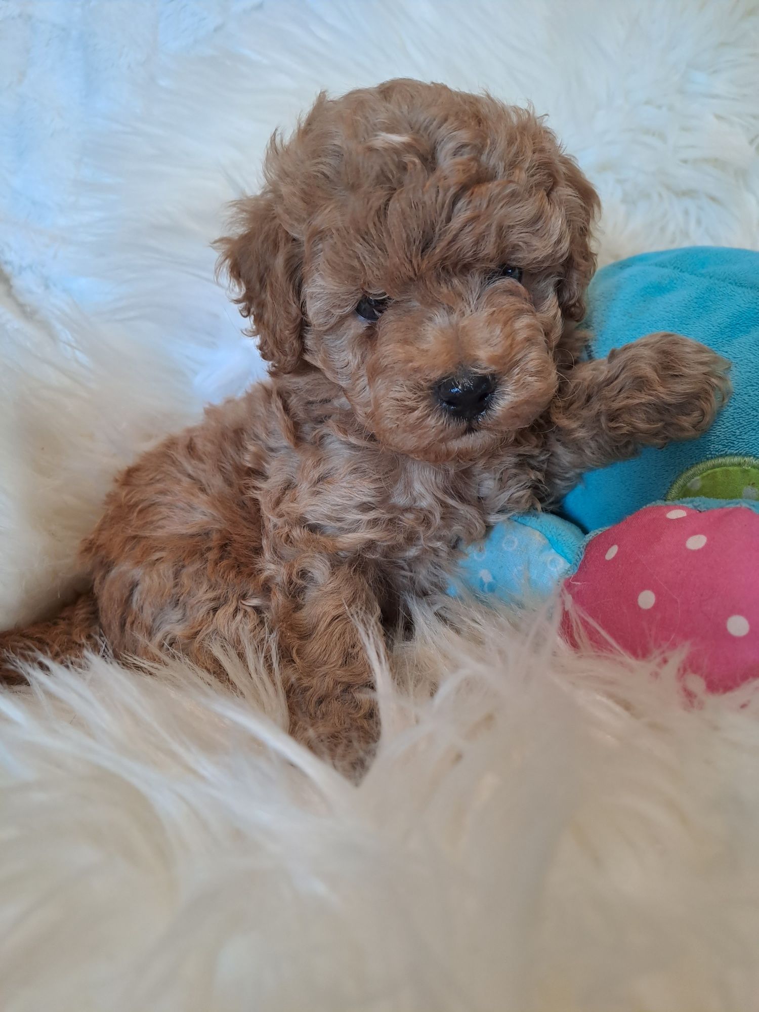 **LENNY**pudel toy/miniatura red do rezerwacj