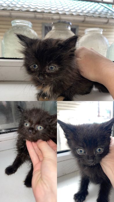 Очаровательные котята ждут новый дом