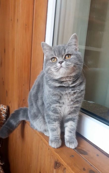 Кошенята шотландські,плюшевий хлопчик