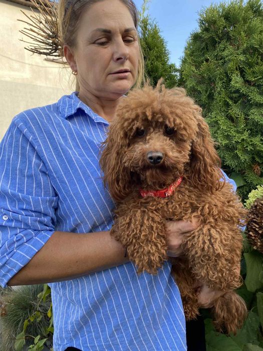 Pudel Toy Mini dorosła suczka red brown z rodowodem